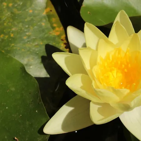 Lotus Flower Frühstückspension